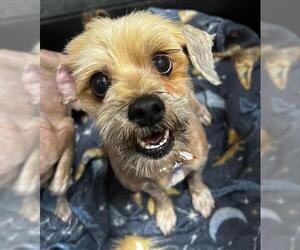 Mutt Dogs for adoption in HESPERIA, CA, USA