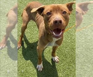 Labrador Retriever-Unknown Mix Dogs for adoption in Fayetteville, NC, USA