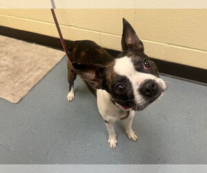 Boston Terrier Dogs for adoption in Denver, CO, USA
