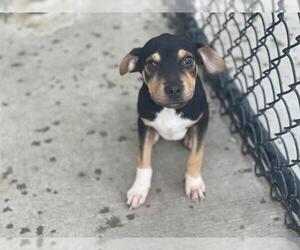 Shepradors Dogs for adoption in Tulsa, OK, USA