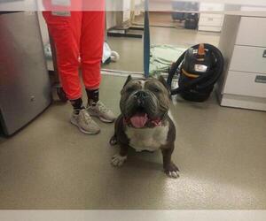 American Staffordshire Terrier Dogs for adoption in Fort Lauderdale, FL, USA