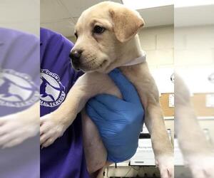 Labrador Retriever-Unknown Mix Dogs for adoption in Conroe, TX, USA