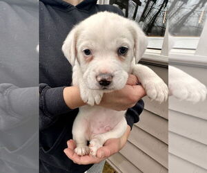 Labrador Retriever-Unknown Mix Dogs for adoption in Brewster, NY, USA
