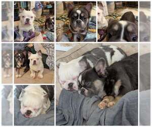 French Bulldog Dogs for adoption in Tenafly, NJ, USA