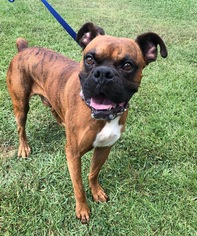 Boxer Dogs for adoption in Jacksonville, AL, USA