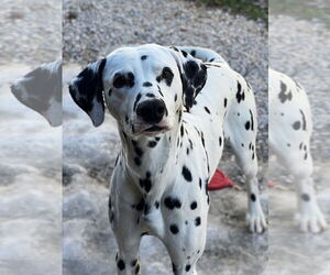 Dalmatian Dogs for adoption in Manchester, MO, USA