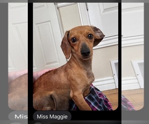 Dachshund Dogs for adoption in Los Angeles, CA, USA