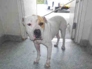 American Bulldog-Unknown Mix Dogs for adoption in Beverly Hills, CA, USA