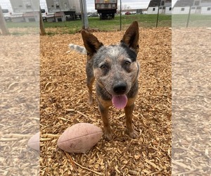 Mutt Dogs for adoption in Rustburg, VA, USA