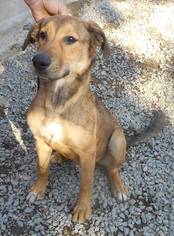 Mutt Dogs for adoption in Yucaipa, CA, USA