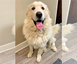 Great Pyrenees-Unknown Mix Dogs for adoption in Emmett, ID, USA