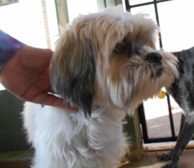 Lhasa Apso Dogs for adoption in Glendale , AZ, USA