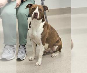 American Pit Bull Terrier-Labrador Retriever Mix Dogs for adoption in Baytown, TX, USA