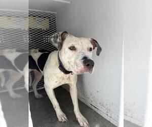 American Pit Bull Terrier-Unknown Mix Dogs for adoption in Bakersfield, CA, USA