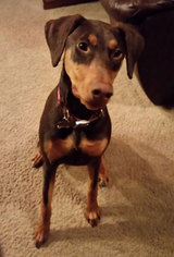 Doberman Pinscher Dogs for adoption in Milwaukee, WI, USA