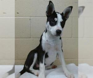 German Shepherd Dog Dogs for adoption in Downey, CA, USA