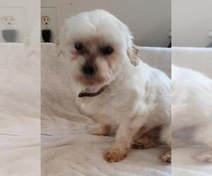 Maltese Dogs for adoption in Bonifay, MO, USA