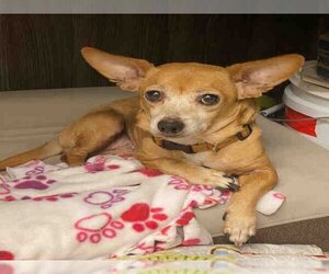 Chihuahua Dogs for adoption in Alameda, CA, USA