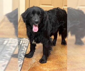 Border-Aussie Dogs for adoption in Mountain View, AR, USA