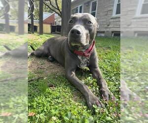 American Pit Bull Terrier Dogs for adoption in Louisville, KY, USA