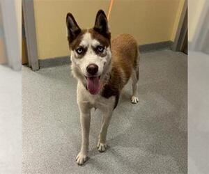 Siberian Husky Dogs for adoption in Orange, CA, USA