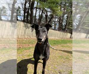 Greyhound Dogs for adoption in Cherry Hill, NJ, USA