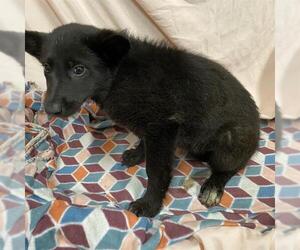 German Shepherd Dog-Unknown Mix Dogs for adoption in Modesto, CA, USA
