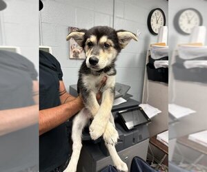 German Shepherd Dog-Siberian Husky Mix Dogs for adoption in Stockton, CA, USA