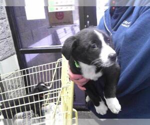 Border Collie-Unknown Mix Dogs for adoption in Tulsa, OK, USA