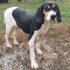 Treeing Walker Coonhound Dogs for adoption in Hamilton, GA, USA