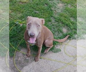 Weimaraner-Whippet Mix Dogs for adoption in Mechanicsburg, PA, USA