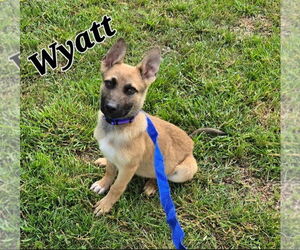 German Shepherd Dog-Unknown Mix Dogs for adoption in LOGANVILLE, GA, USA