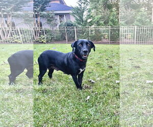 Labrador Retriever-Unknown Mix Dogs for adoption in Virginia Beach, VA, USA