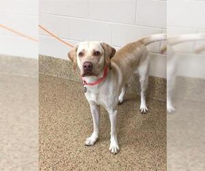 Labrador Retriever Dogs for adoption in Springfield, MA, USA