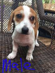 Medium Photo #1 Basset Hound-Unknown Mix Puppy For Sale in SHERBURNE, NY, USA