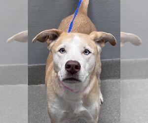 Labsky Dogs for adoption in Las Vegas, NV, USA