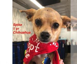 Chipin Dogs for adoption in St. George, UT, USA