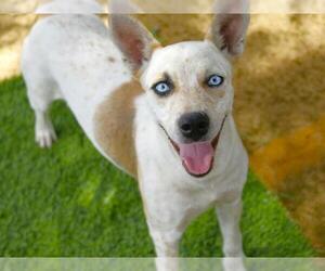 Mutt Dogs for adoption in Tallahassee, FL, USA