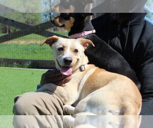 Mutt Dogs for adoption in Chestertown, MD, USA