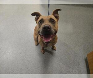 Mutt Dogs for adoption in Orange, CA, USA
