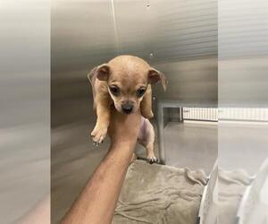 Chihuahua Dogs for adoption in Denver, CO, USA