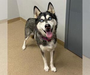 Siberian Husky Dogs for adoption in Aurora, CO, USA