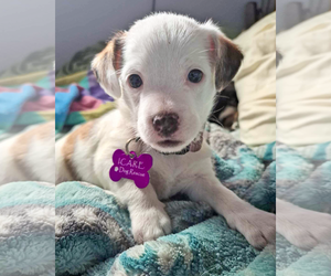 Maltese-Unknown Mix Dogs for adoption in Corona, CA, USA