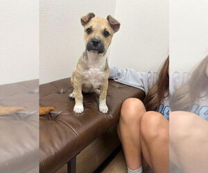 Labrador Retriever-Unknown Mix Dogs for adoption in New York, NY, USA