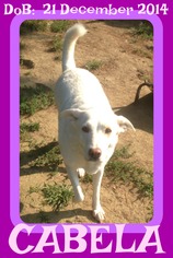 Medium Photo #1 Labrador Retriever-Unknown Mix Puppy For Sale in Sebec, ME, USA