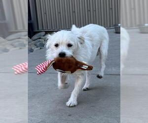 Parson Russell Terrier-Poodle (Miniature) Mix Dogs for adoption in Sacramento, CA, USA