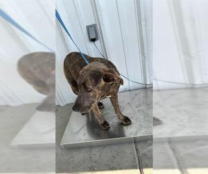 American Pit Bull Terrier-Unknown Mix Dogs for adoption in Bakersfield, CA, USA