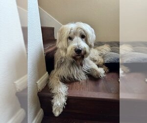 Labradoodle Dogs for adoption in Mission Viejo, CA, USA