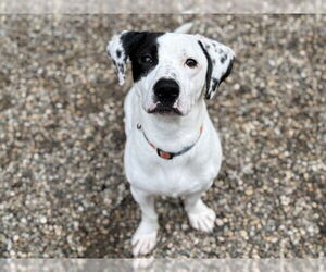Basset Hound-Unknown Mix Dogs for adoption in Ames, IA, USA