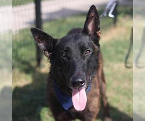 Mutt Dogs for adoption in San Antonio, TX, USA